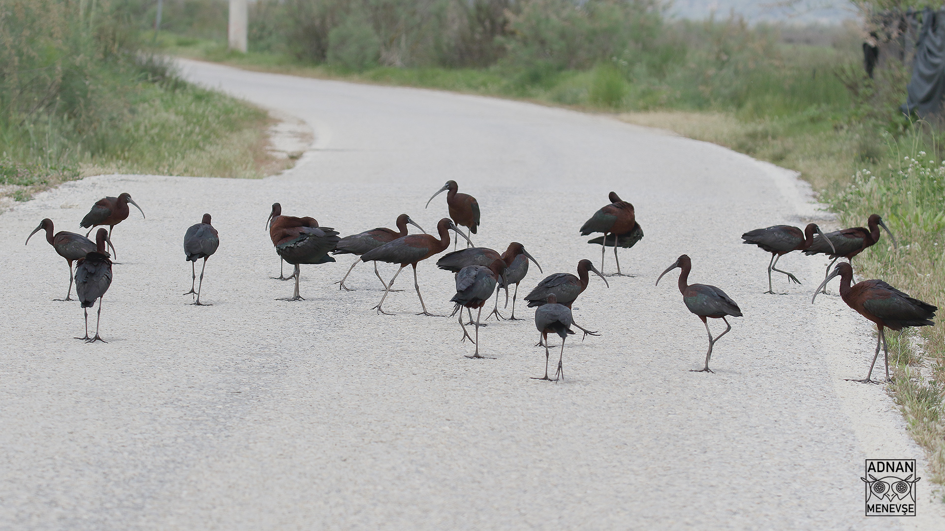 Glossy Ibis